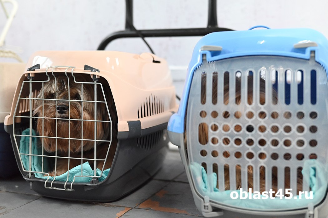 В багажный отсек вместо салона: на рейсе из Кургана в Екатеринбург щенков перевозили в холоде