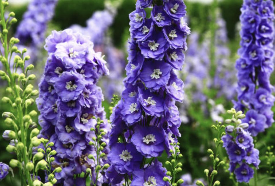 ��� ��������� ����������� �� �����: ������� �������� � �������