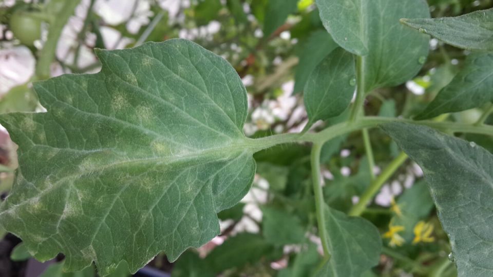 ��������� ����� �� ������� �������: ������������ � ��������