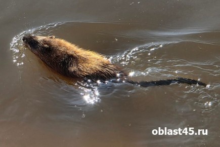 В Кургане на целый день закроют мост через Тобол