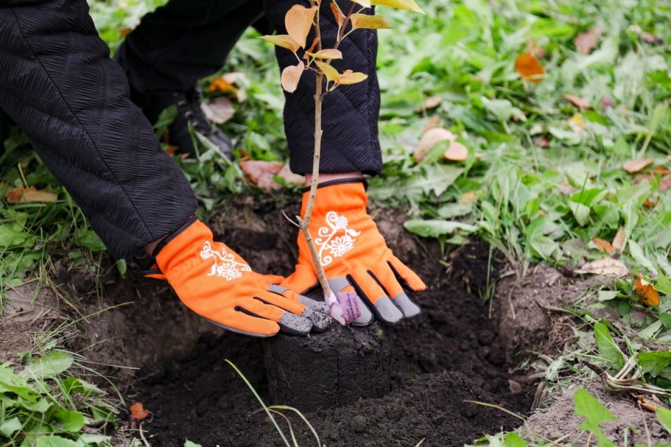 ��� ��������� �������, ��������� ������: ������� ������ ��� ���������� ���������