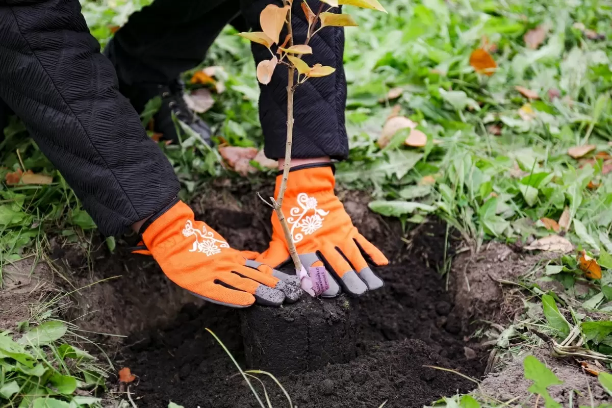 Как сохранить саженцы, купленные осенью: простые советы для заботливых садоводов