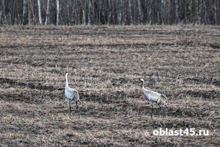Из Индии и Ирана в Курганскую область вернулись серые журавли