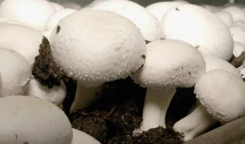 Секреты успешного выращивания шампиньонов на даче: полезные советы для садоводов