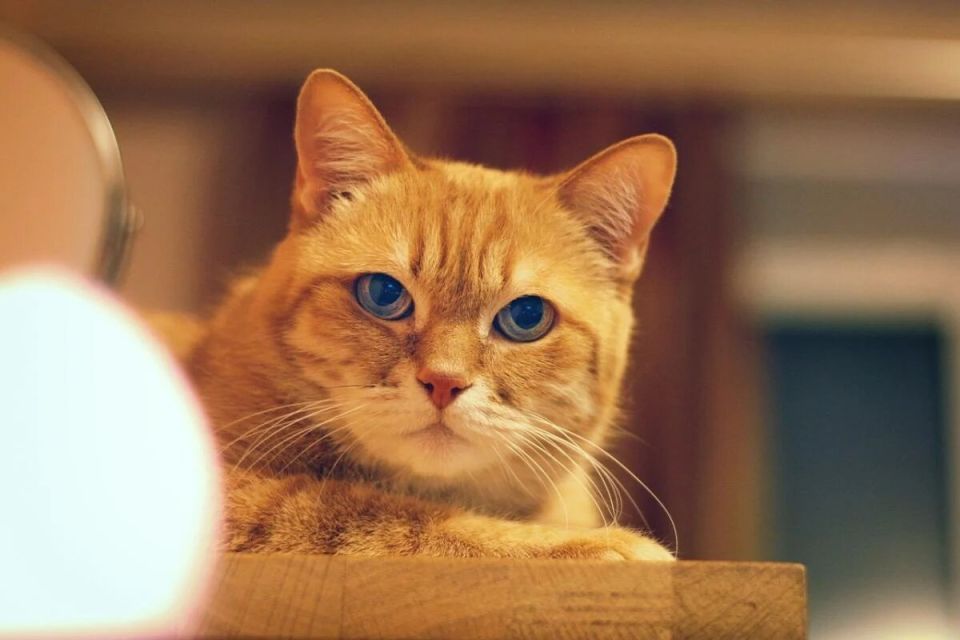 ��� ������� ���� �������� �� ����: ������ ��������