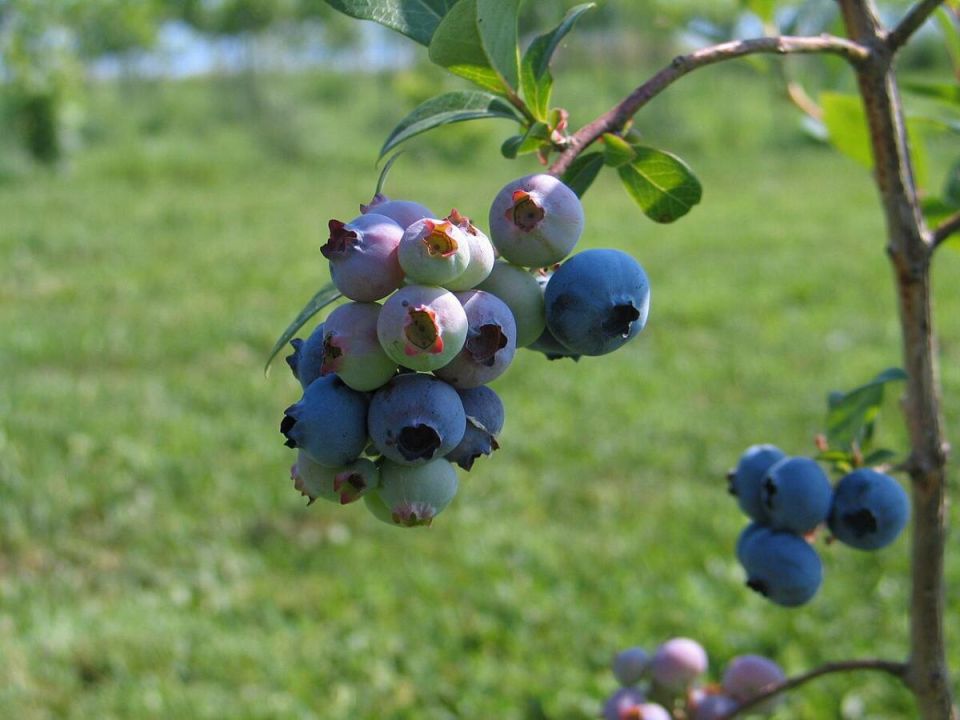 ��� ��������� ������� ��������: ������� ��������� ����� �� �������� �������