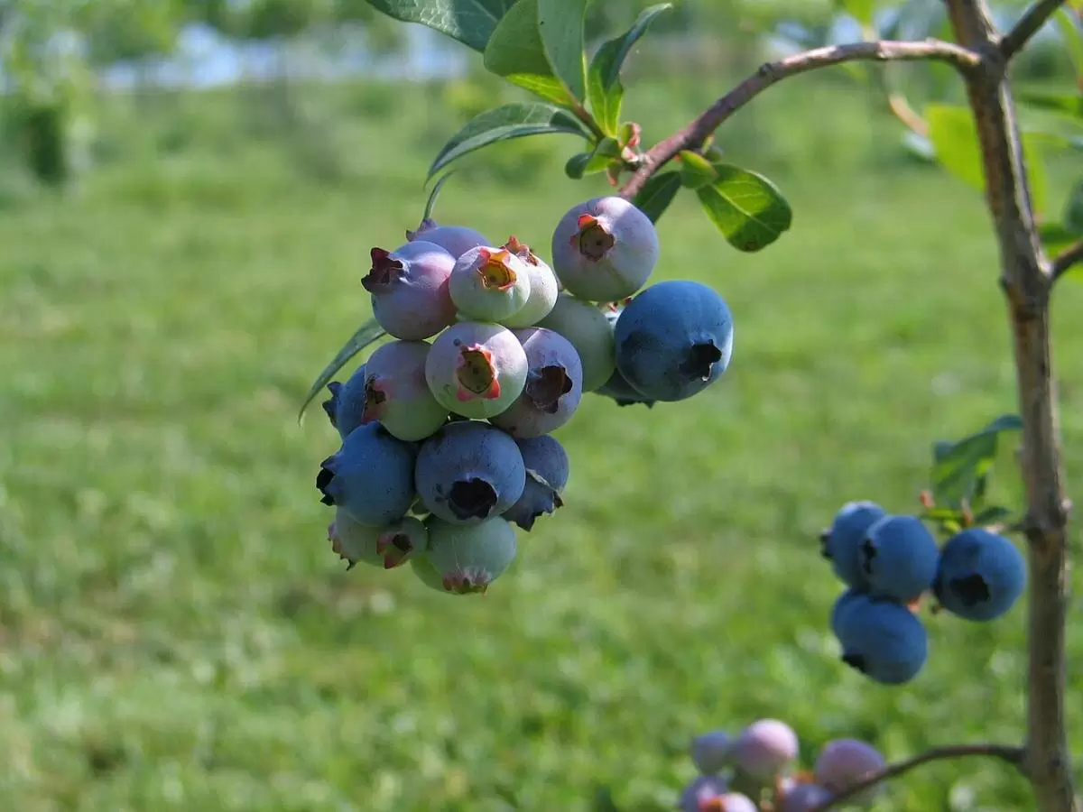 Как вырастить вкусную голубику: секреты успешного ухода за ягодными кустами