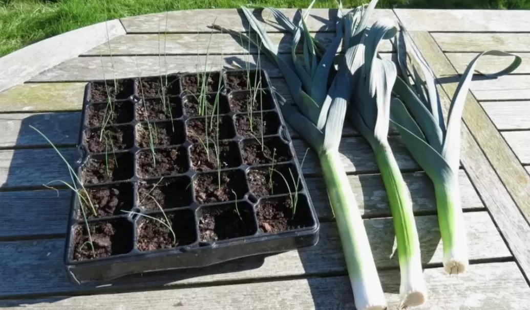 Уникальные нюансы выращивания лука-порея: секреты успешной рассады