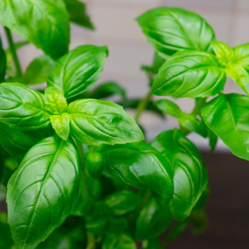 ��� ������� �������� �������� ����: ������ � ������������