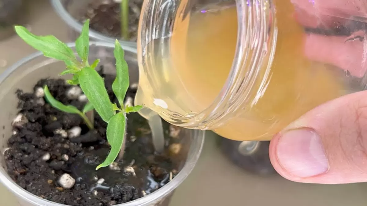 Как картофельные очистки могут преобразить вашу рассаду