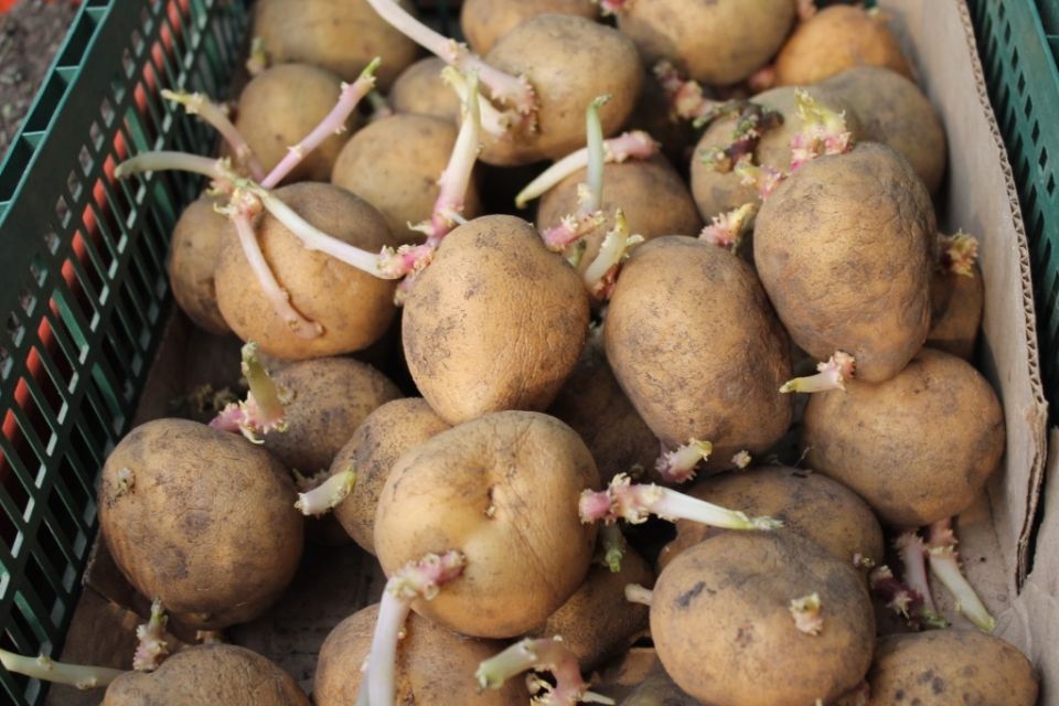 ��� ��������� �������� �������: ������� ����������� � ���������� �������