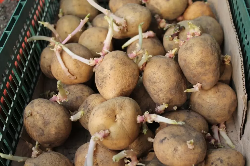 Как вырастить картошку быстрее: секреты прорастания и созревания клубней