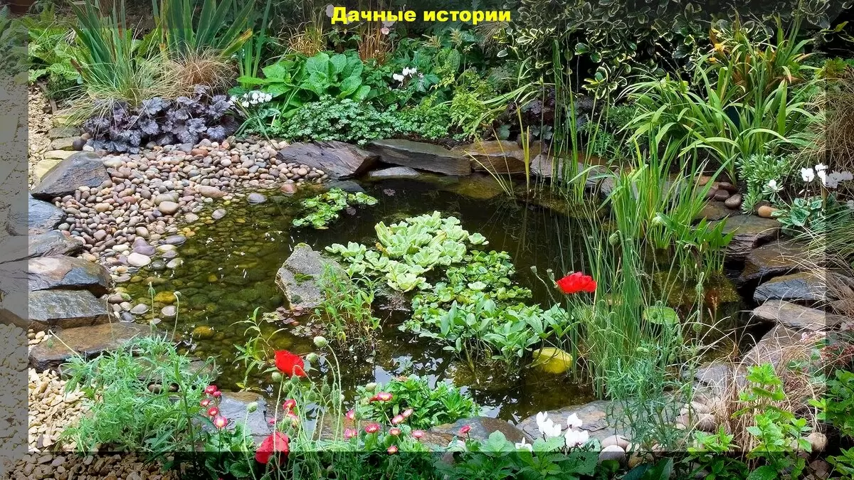 Как украсить пруд недорого: лучшие растения для вашего водоема