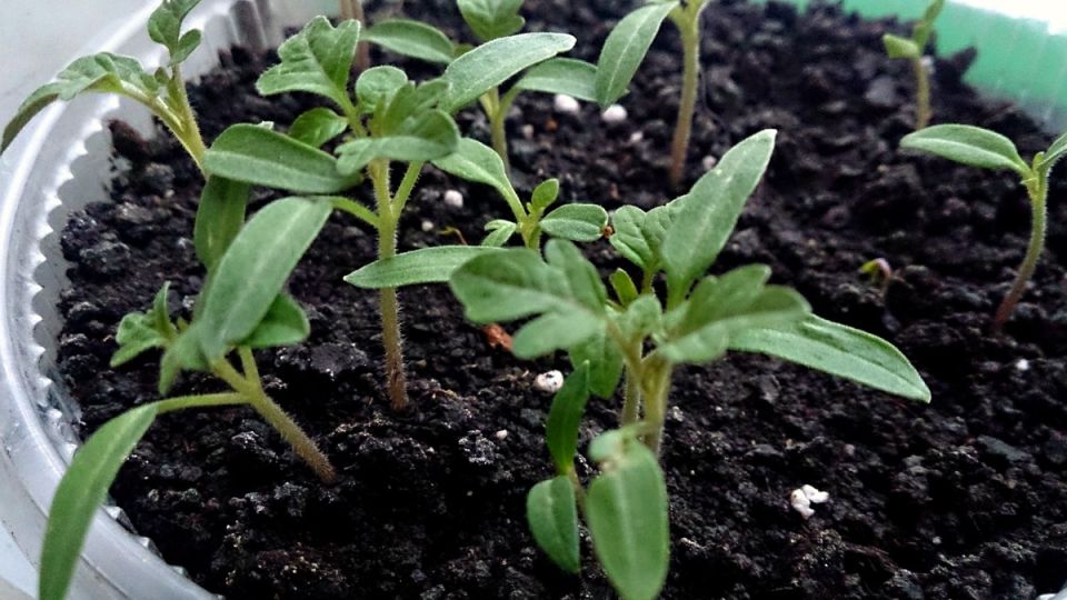 ����� ����� ������ � 2026 ����: ������� ������� �������