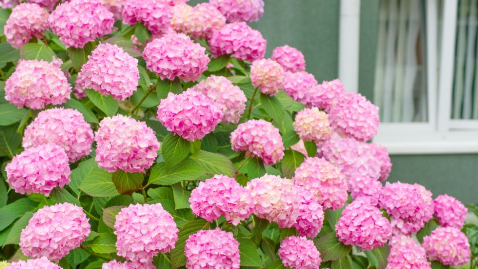 ��� ��������� �������� ��������� ������: ������� ���������� ��������