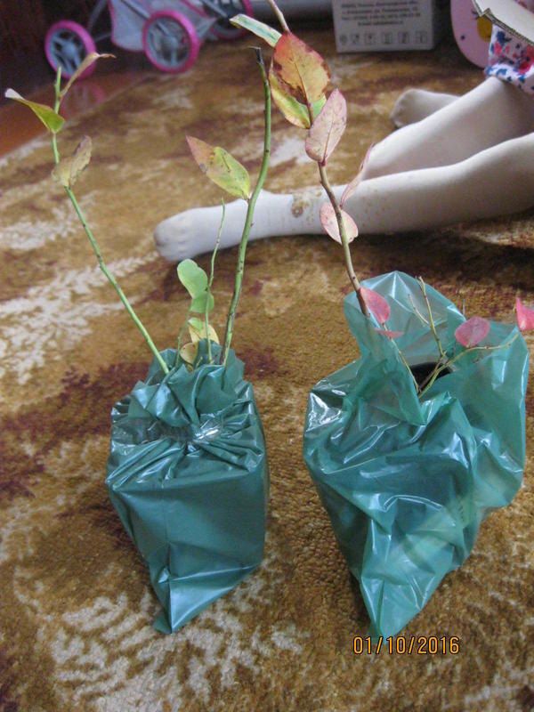 ��� ������� �������� ��������: ������ �� ������� �����