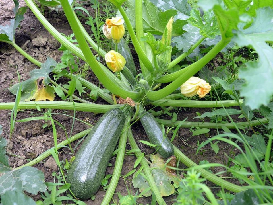 ��� ��������� ������� � ����������: ����� � ������� ��� ������������� � ����