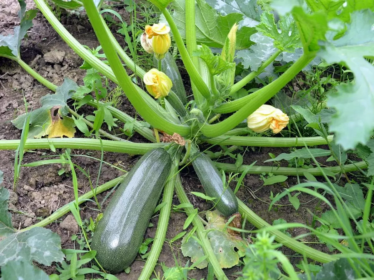 Как вырастить кабачки в контейнере: успех с балкона без необходимости в саду