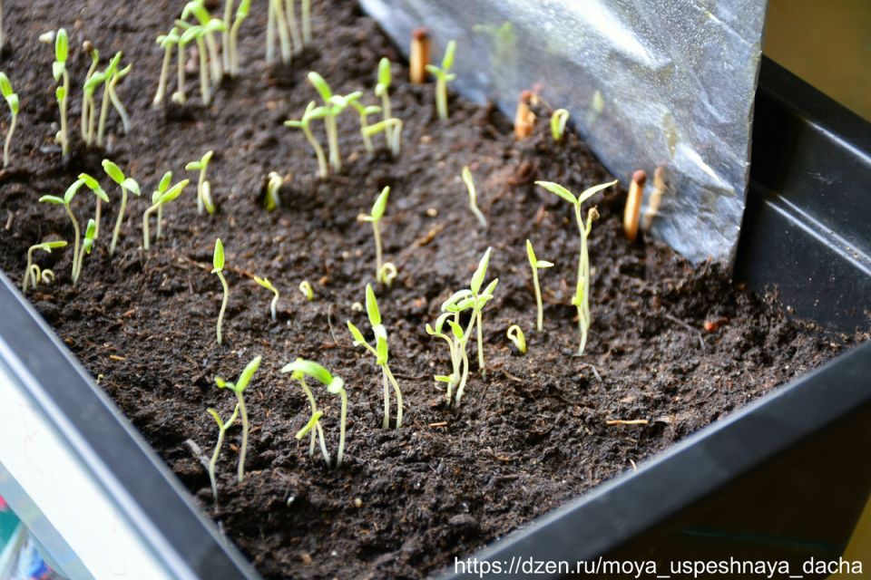 ��� �� ����� ���������� ������ ����� ��������: ������ ���������������