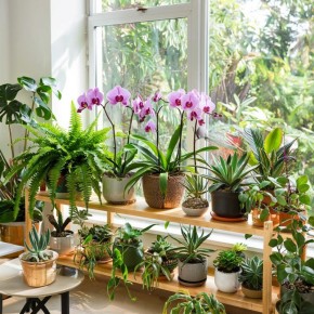 Как создать уютный зеленый уголок для здоровья и спокойствия в современном мире