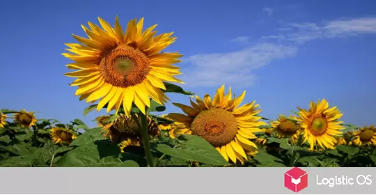 Россия на пороге рекорда: урожай масличных может достичь 34 миллионов тонн