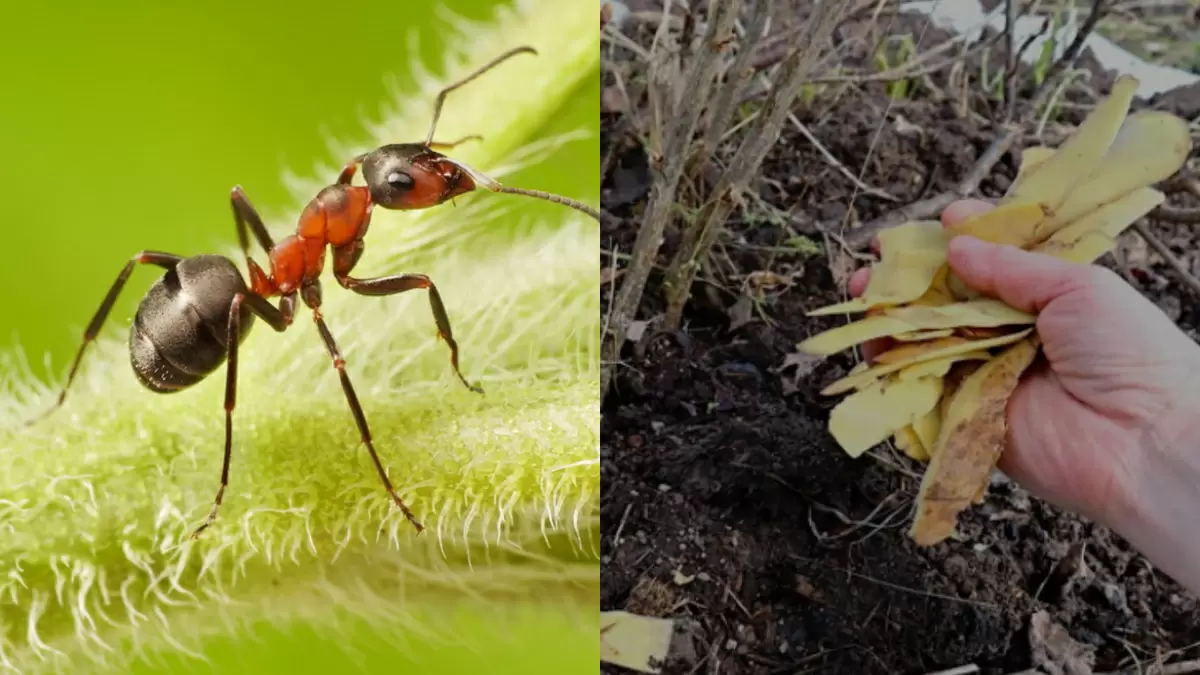 Как зола и крахмал спасли смородину от бед: новый подход к подкормке