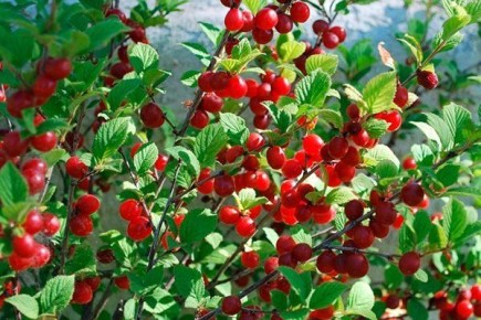 ����� �������: ����� ������� ��������� ���������� �������