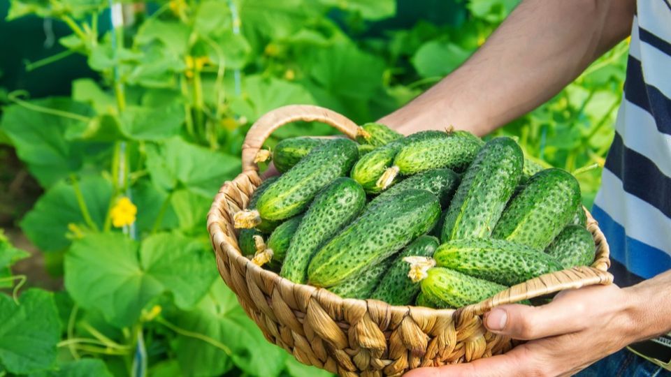 ������ ����� ������� ��� ����� ������: ����������� ������