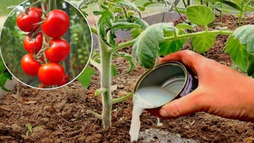 Почему 90% дачников неправильно используют удобрения и как это влияет на растения