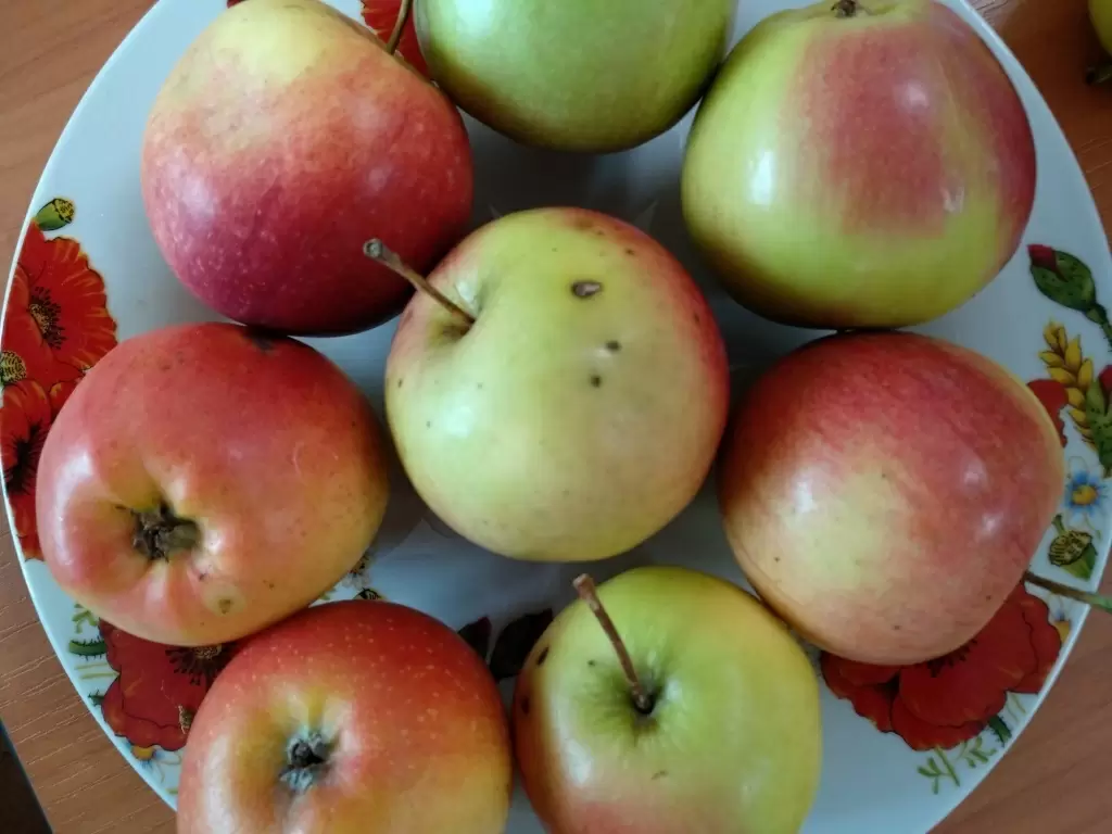 Как сохранить яблоки и груши: секреты совладания с основными болезнями при хранении