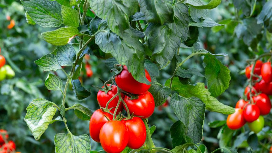 ��� �������� �������� �������� ������� ������ ��������� ���� �� ����������