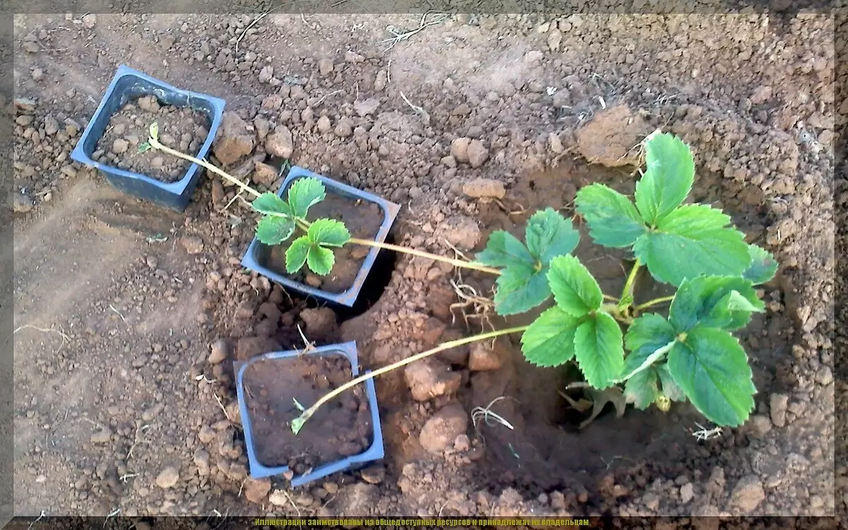 Как ухаживать за клубникой после сбора урожая: основы для успешного будущего