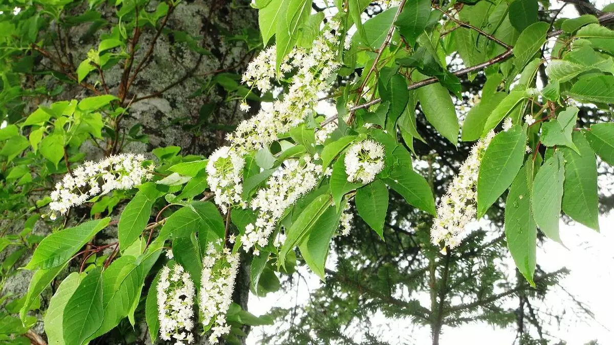 Черёмуха: красота и польза на вашем участке