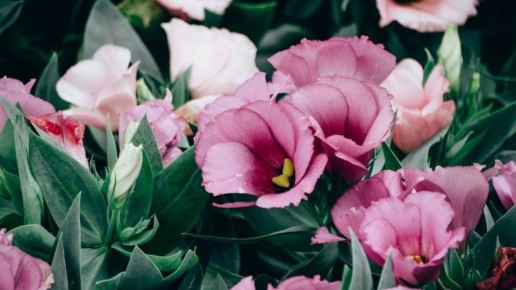 ��� �������� ������� ����� ������� ����������� ���: ������� ������� ��������