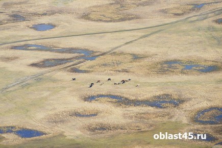 148 гектаров в Шадринском округе не используются по назначению