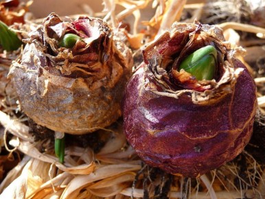 Как добиться цветения гладиолусов: секреты успешной посадки