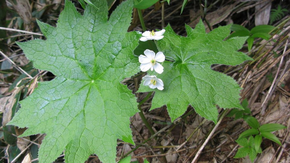 ���������� ����������� ����: �� ������� ����� �� ����������� �����