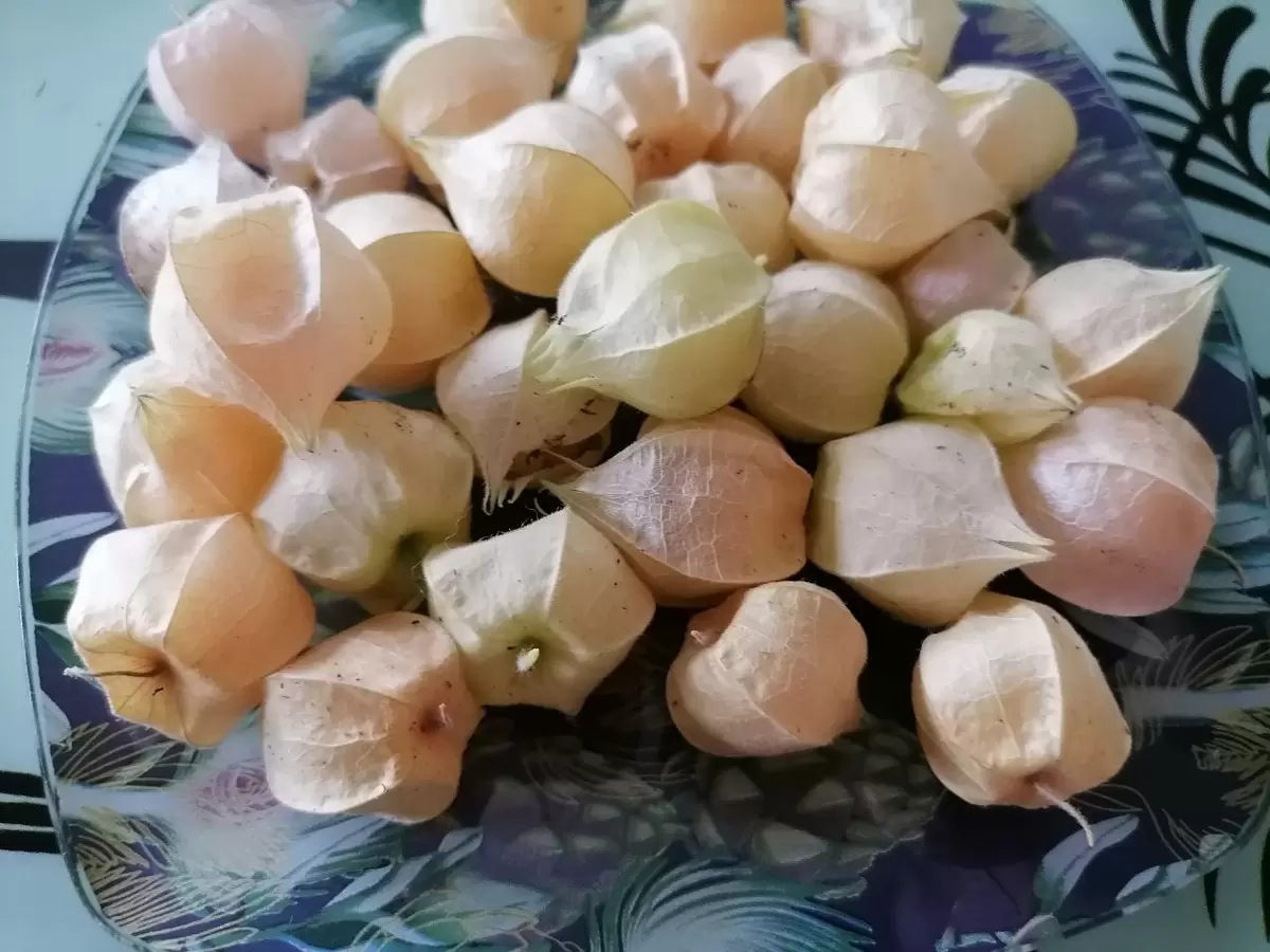 Как вырастить сладкий физалис: советы и проверенные сорта