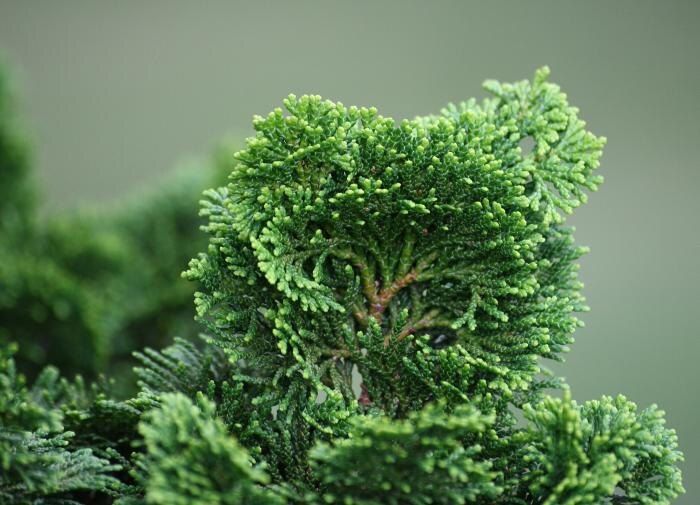 ������ ������ ���: ������� � ����������� ������