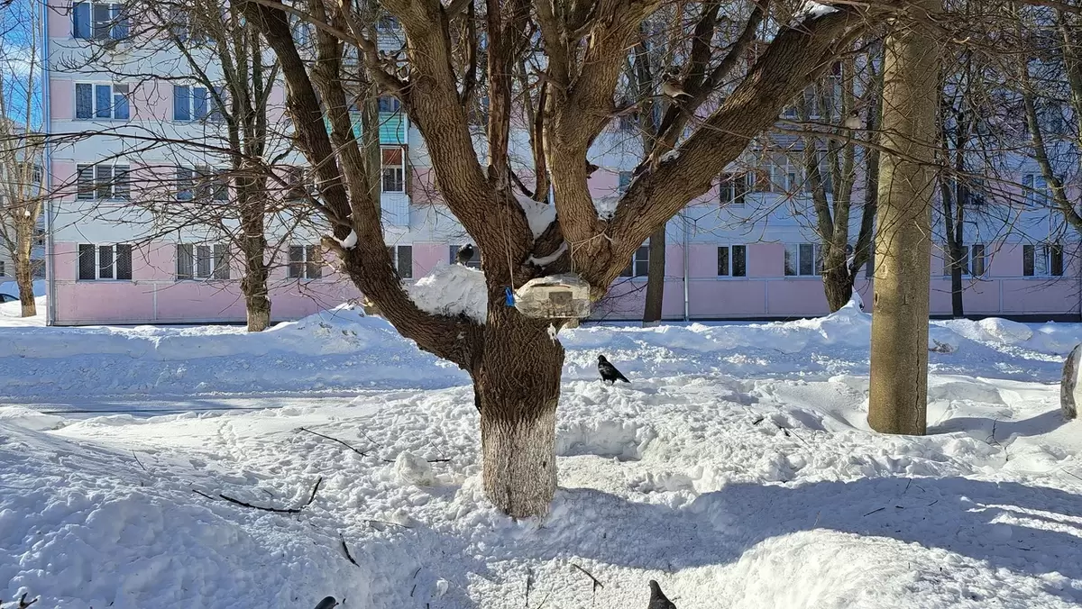 Как провожали зиму в этом году: привычки под угрозой