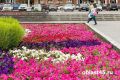 В парках Кургана высаживать цветы начнут 1 мая