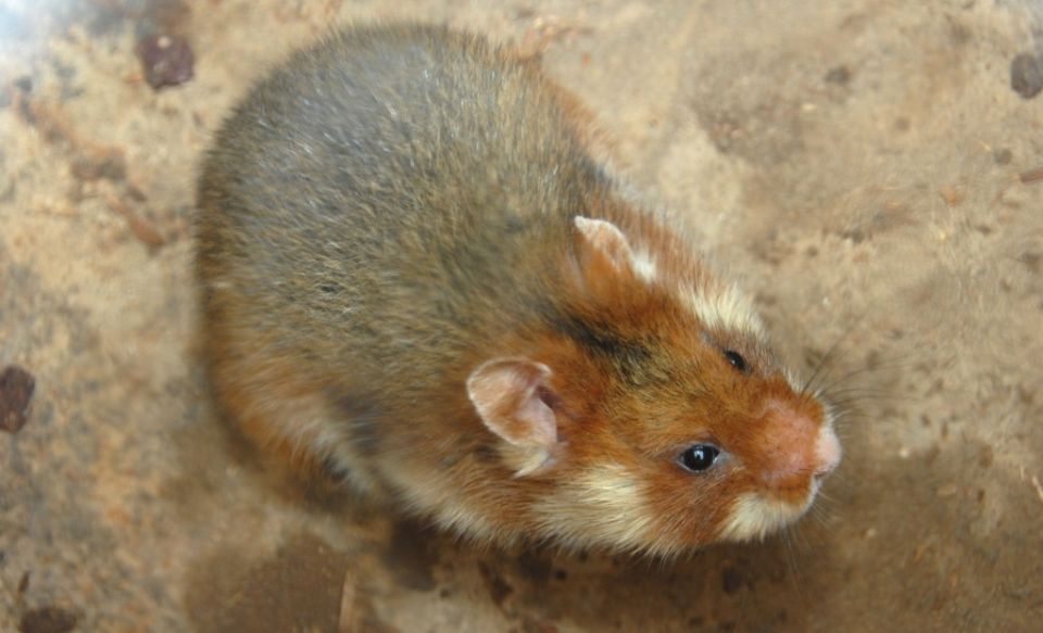 ��� ���������� � ������� ����������: ������ � �������� �� ����� �������