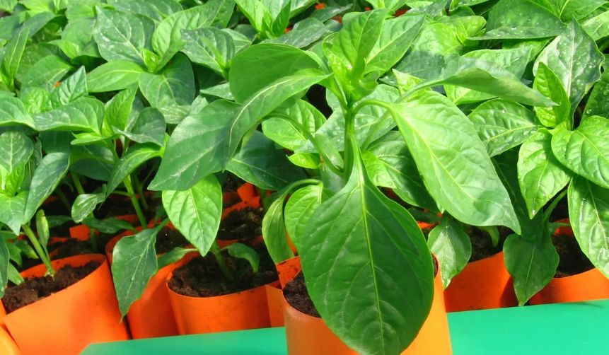 ��������� �������: ������ �� ������� ���������