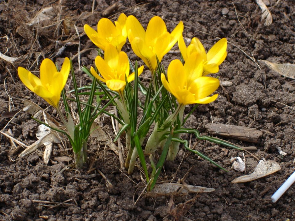 ����� � ����� �� ���������� ������� ����� �� ��������