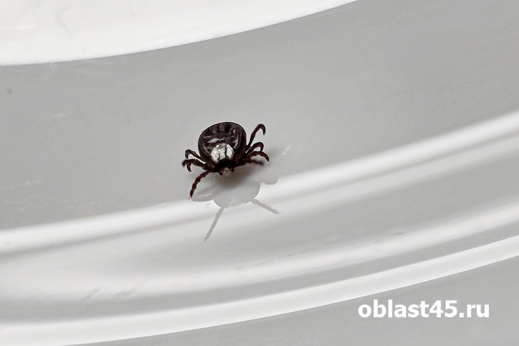 В Кургане по плану стартует весенняя обработка территорий от клещей