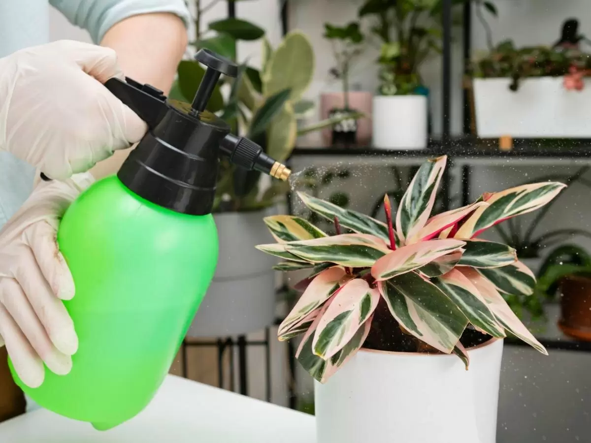 Перекись водорода: секрет здоровья комнатных растений