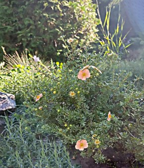 �������� ��������� ����: ��� �������� ������� ��������