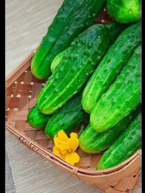 Огурец Лапландия: холодостойкий гибрид с букетной завязью для раннего урожая