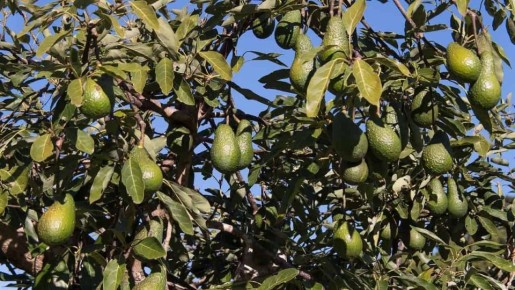 Секреты авокадо: неожиданные способы использовать косточки