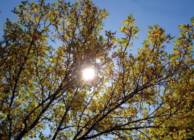 Как подготовить сад к зиме: советы по защите растений от вредителей